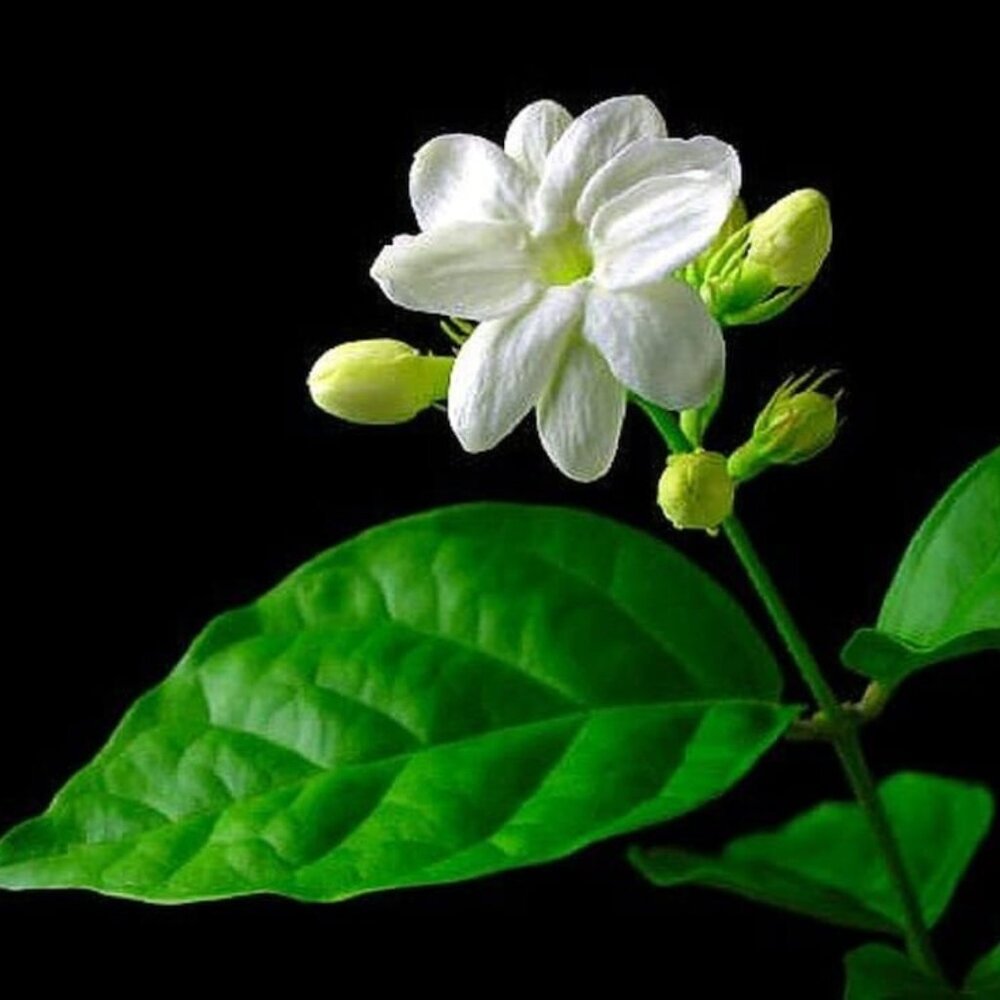 5 Night Blooming Jasmine Unrooted Cuttings. Ships Free!!!